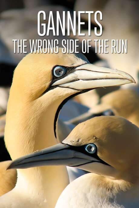Gannets: The Wrong Side of the Run